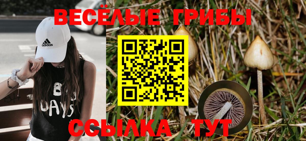 Псилоцибиновые грибы прущие грибы  Баксан 