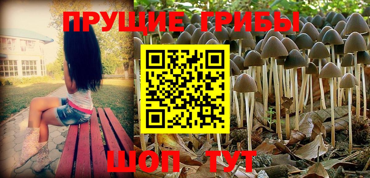 Галлюциногенные грибы Psilocybe Баксан